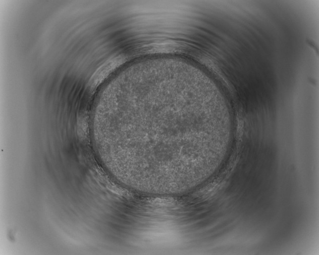 X0000099560874200806131232