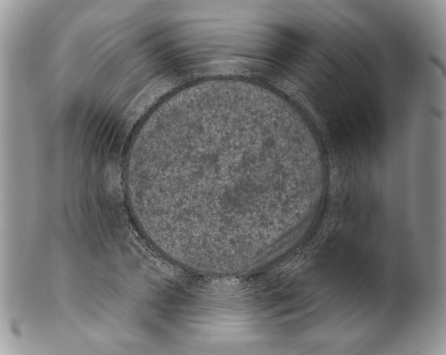 X0000099560882200806131232