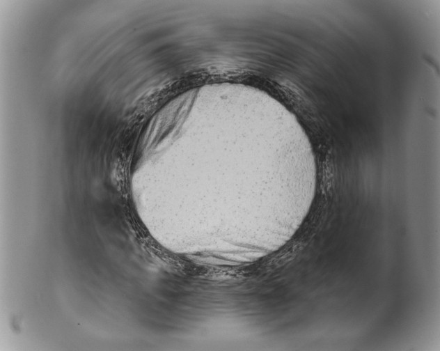 X0000099560917200806131231