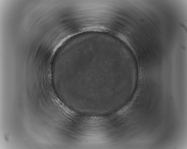 X0000099560923200806131231