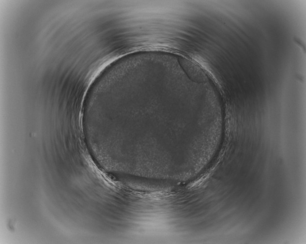 X0000099560932200806131231