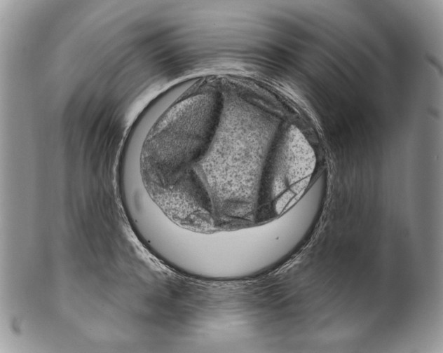 X0000099560944200806131231