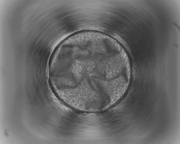 X0000099561028200806131229