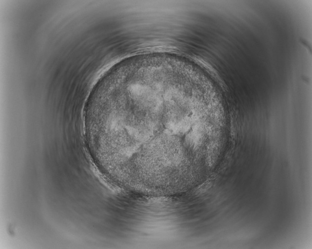 X0000099561031200806131229