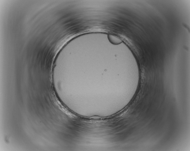 X0000099561236200806131227