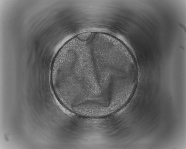 X0000099561237200806131227