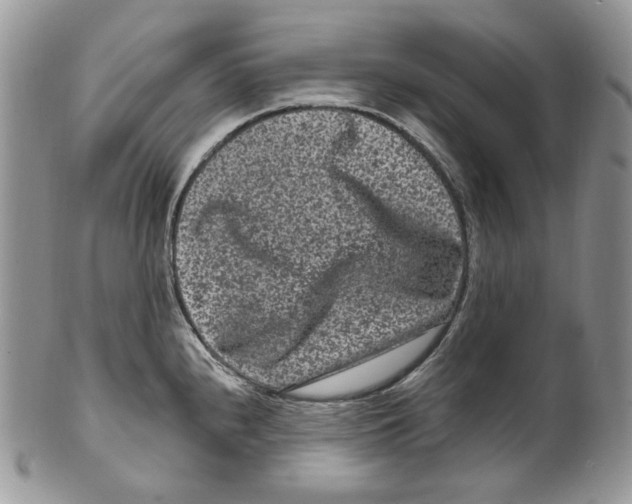 X0000099561240200806131227