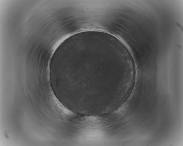 X0000099561246200806131227