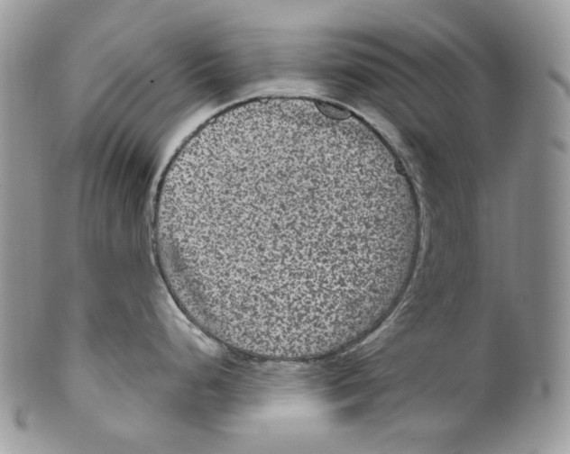 X0000099561248200806131227