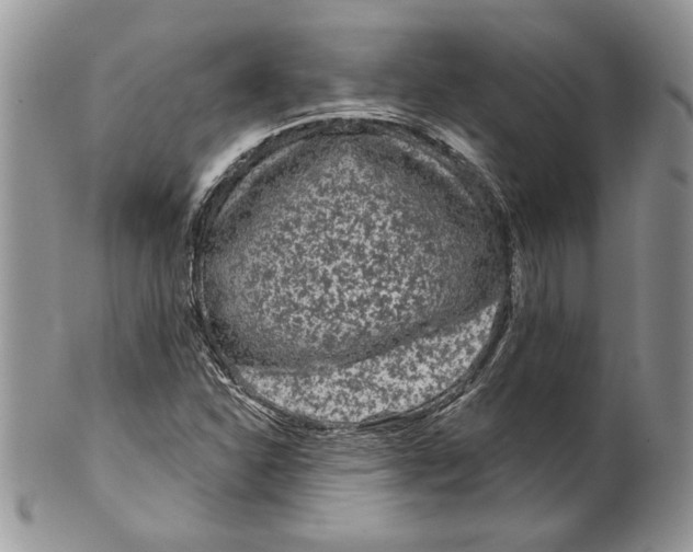 X0000099561310200806131225