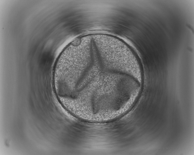 X0000099561333200806131225