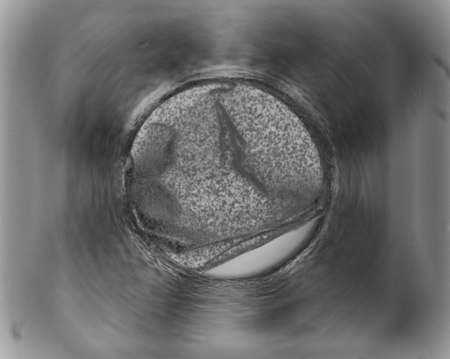 X0000099561358200806131225