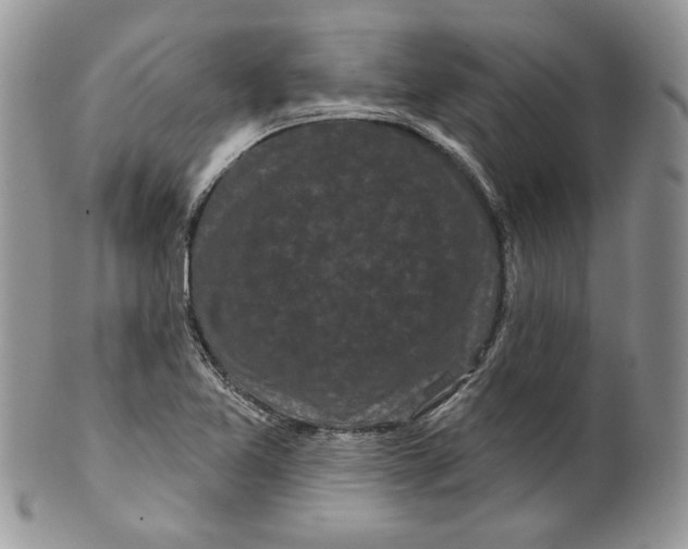 X0000099561365200806131225