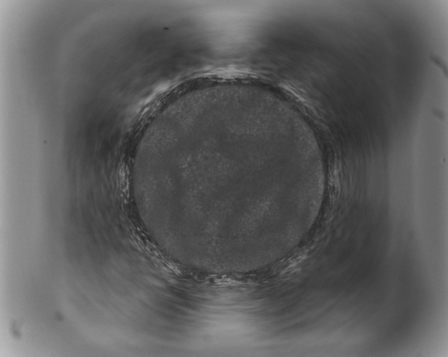 X0000099561398200806131224