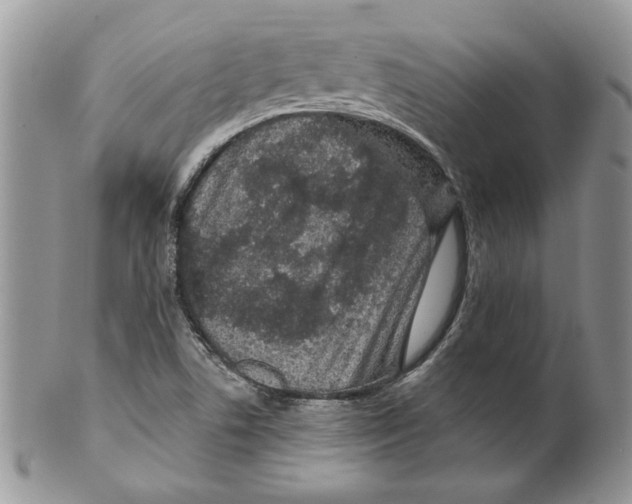 X0000099561506200806131222