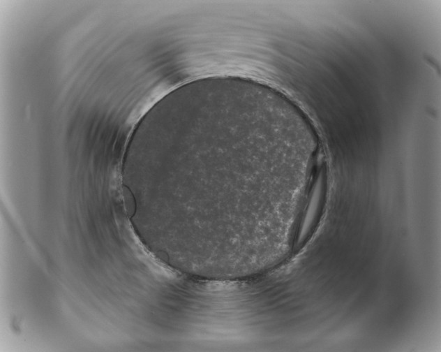 X0000099561521200806131223