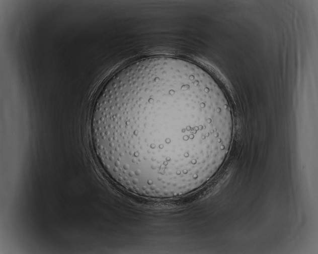 X0000099570529200805160727