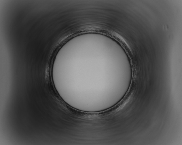 X0000099570778200805160725