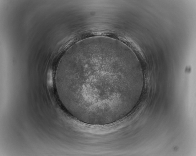 X0000099570026200805161527