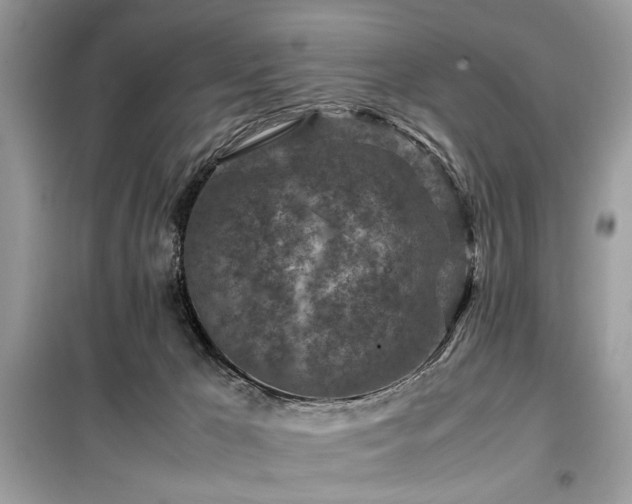 X0000099570029200805161527