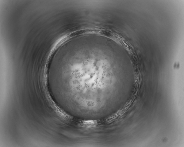 X0000099570053200805161526