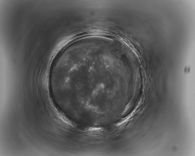 X0000099570055200805161526