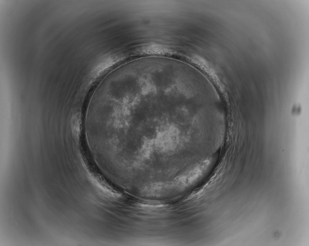 X0000099570063200805161526