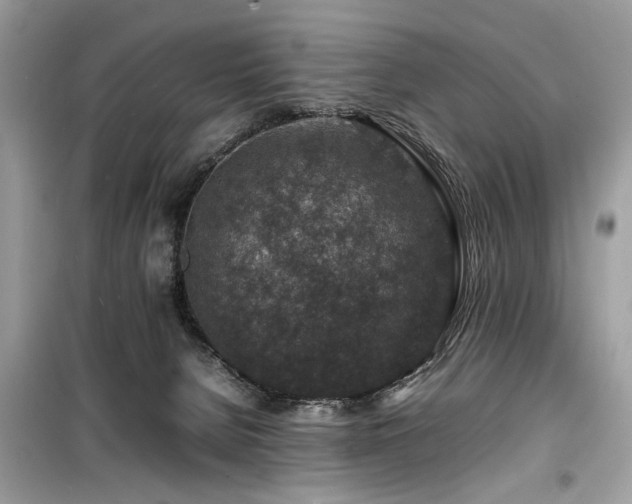 X0000099570080200805161526