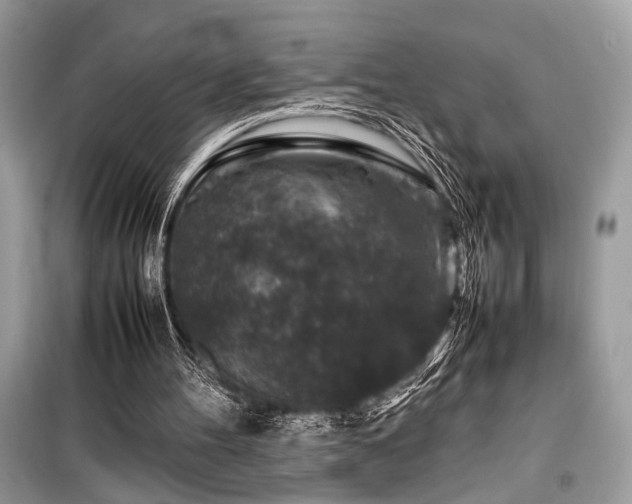 X0000099570100200805161526