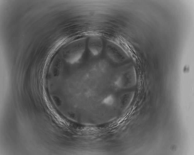 X0000099570145200805161525