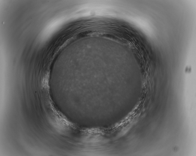 X0000099570146200805161525