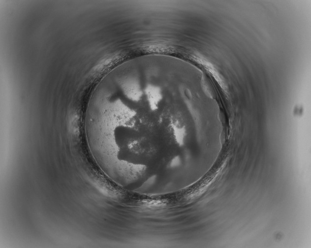 X0000099570161200805161525