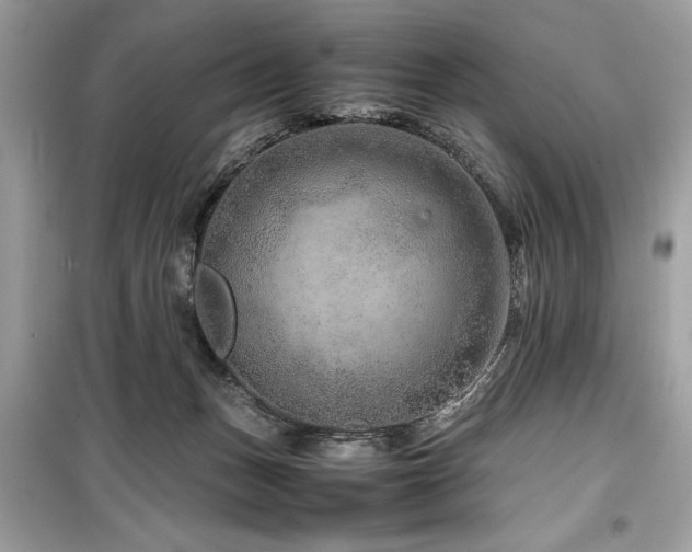 X0000099570175200805161525