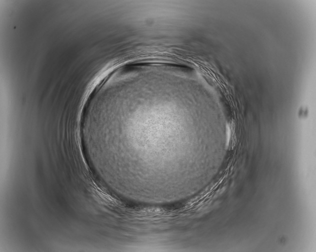 X0000099570195200805161525