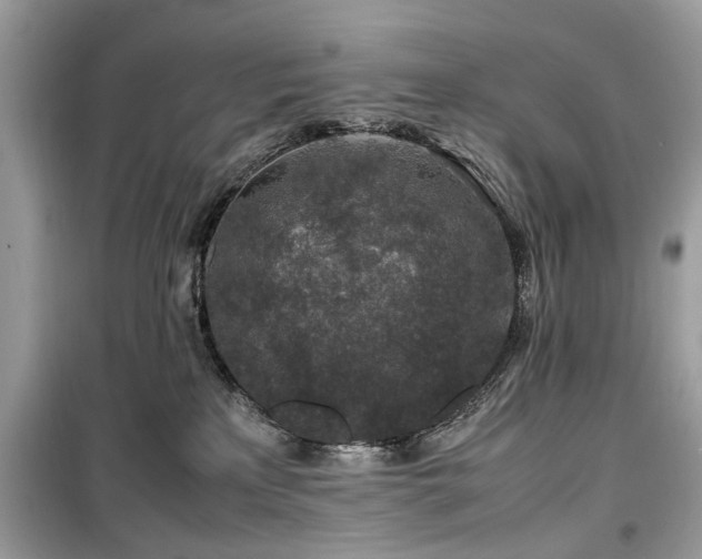 X0000099570233200805161524