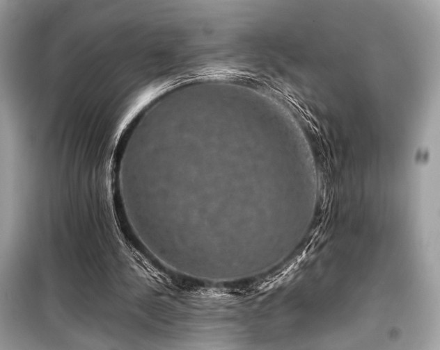 X0000099570244200805161523