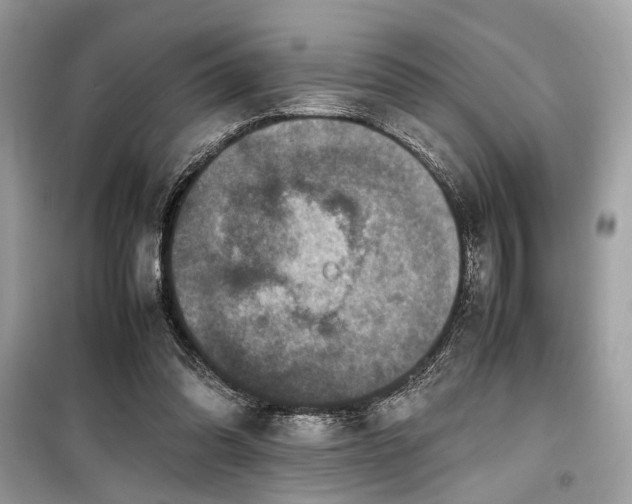 X0000099570302200805161523