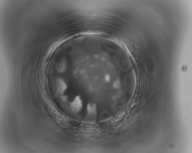 X0000099570337200805161522