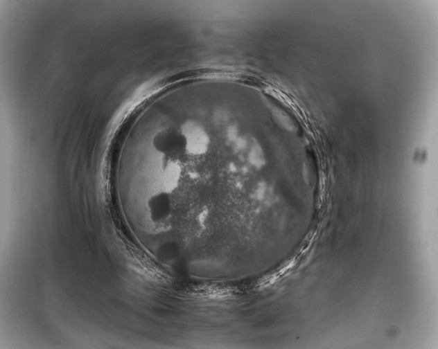 X0000099570343200805161522