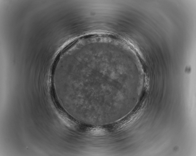 X0000099570348200805161522