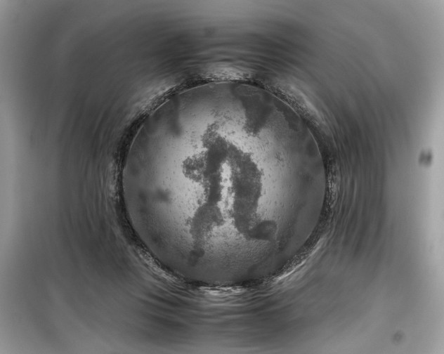 X0000099570359200805161522