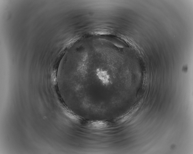 X0000099570383200805161522