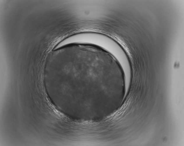 X0000099570385200805161522