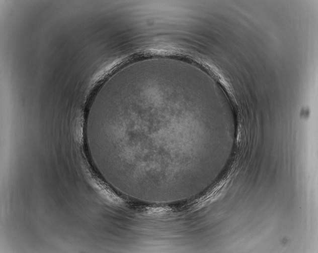 X0000099570446200805161520