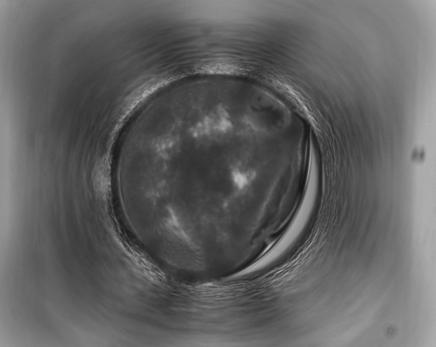 X0000099570531200805161519