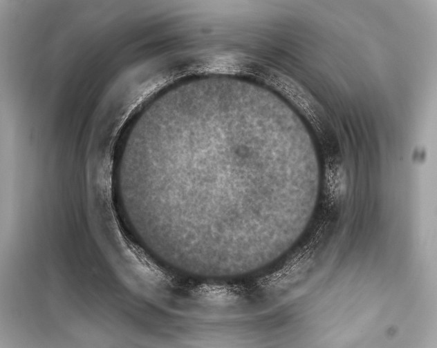 X0000099570534200805161519