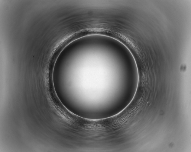 X0000099570535200805161519