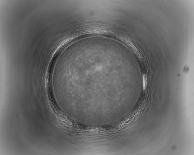 X0000099570579200805161519