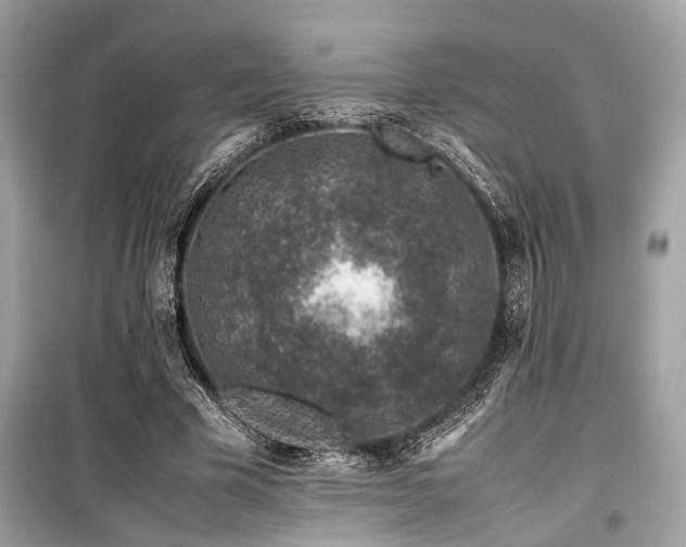 X0000099570585200805161519