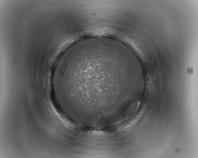 X0000099570590200805161519